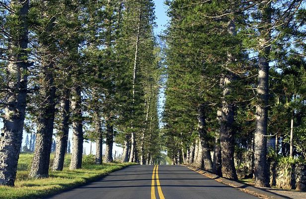 Road to Hana: Full-Day Scenic Drive with Blacksand & Waterfalls