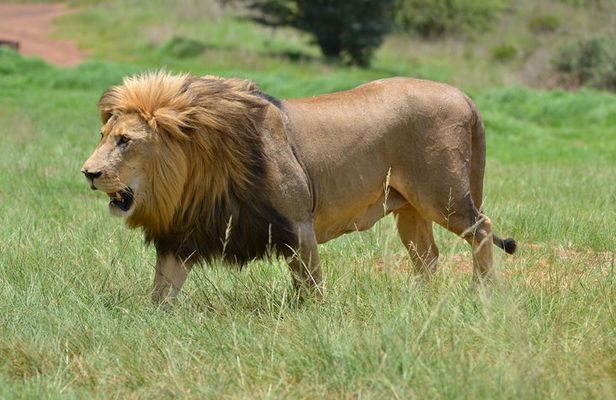 Rhino & Lion Park from Johannesburg