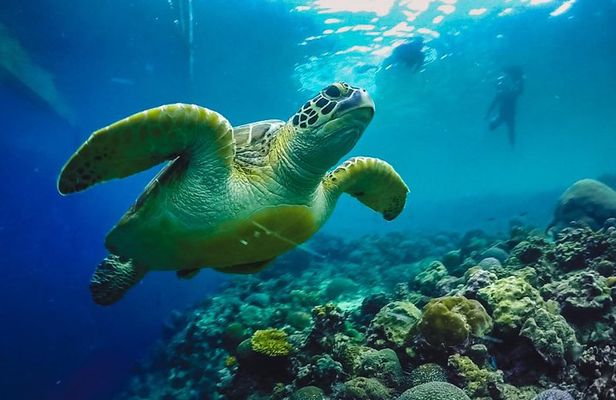 Moalboal Sardines & Turtle Snorkeling and Kawasan Canyoneering