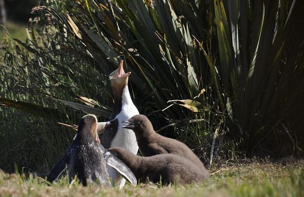 Iconic Wildlife Tour with Yellow Eyed Penguins & Royal Albatross