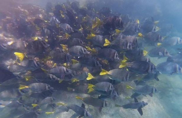 Marietas Islands Eco Discovery Snorkeling Adventure