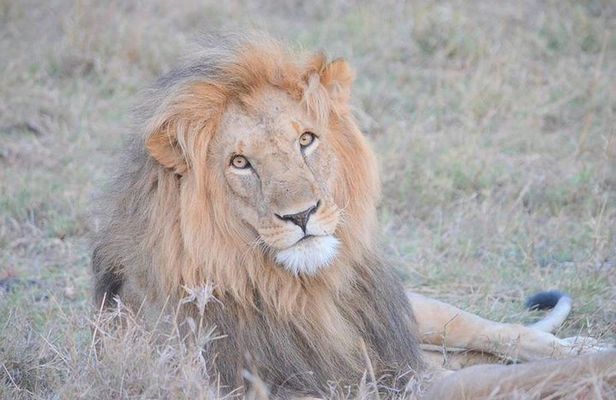 Half-Day Nairobi National Park Safari from Nairobi with Free Pickup
