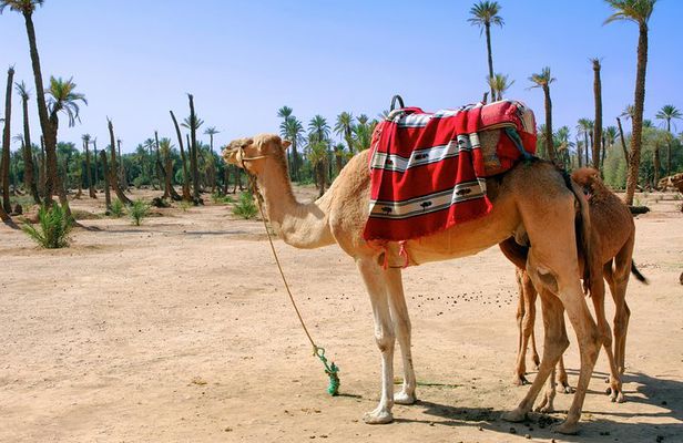 1.5-Hour Small-Group Camel Ride Excursion to Palm Grove from Marrakech