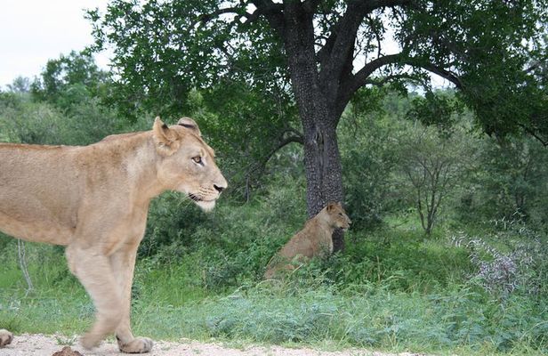 Full-Day Big 5 Safari from Hazyview