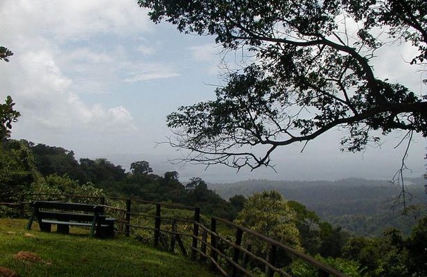 Full-Day Brownsberg Nature Park Tour