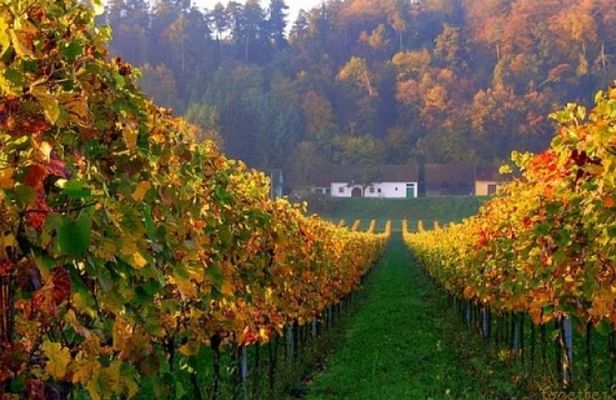 Private Wine and History Tour to Villany and Pecs from Budapest with winetasting