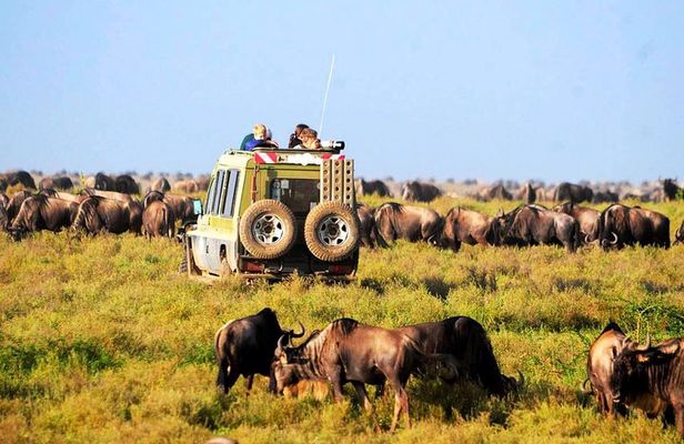 6-Day Tanzania Camping Safari: Lake Manyara, Serengeti, Ngorongoro Cater and Tarangire National Park from Arusha
