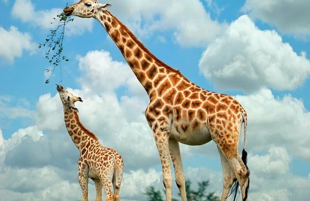 Nairobi Highlights: Karen Blixen, Beads Factory & Giraffe Center Day Tour