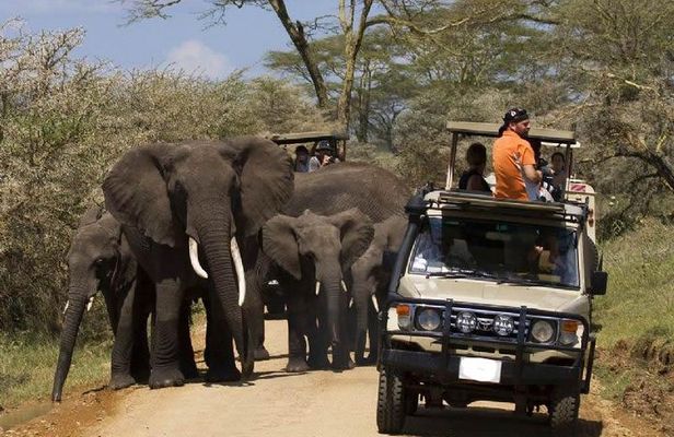 4-Day Tanzania Camping Safari to Lake Manyara, Serengeti, and Ngorongoro Crater