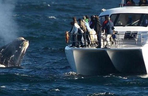 Full-Day Whale Watching and Wine Tasting Tour from Cape Town
