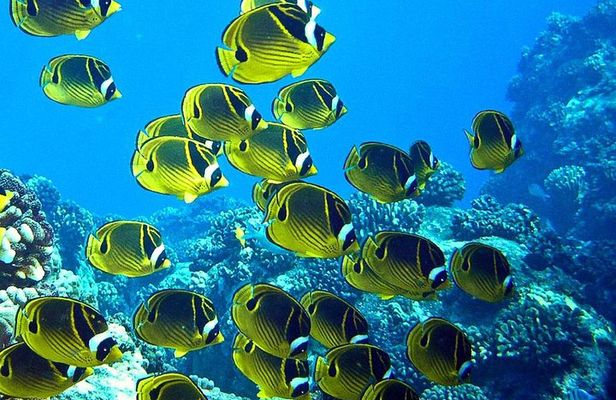 Tropical Reef & Wildlife Boat Snorkel Adventure