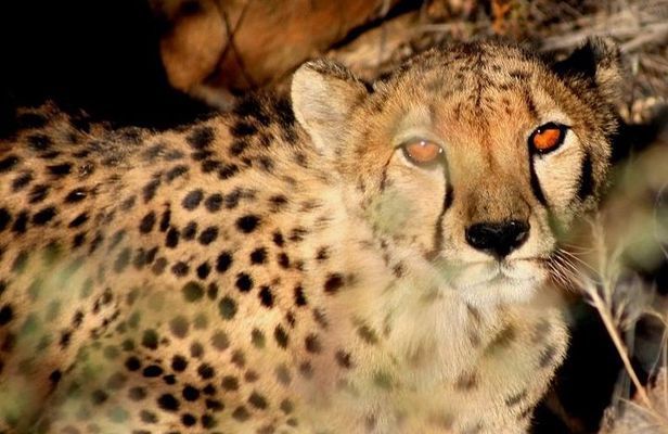 10-Day Namibia Highlights Guided Tour from Windhoek