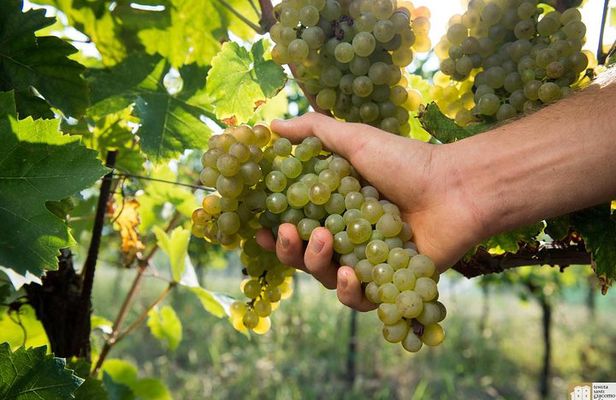 Wine Class and Tasting in Milan - Semi Private tour