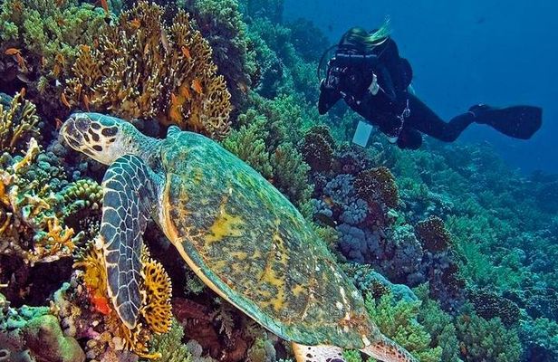 Hurghada Daily Scuba Dive Trip