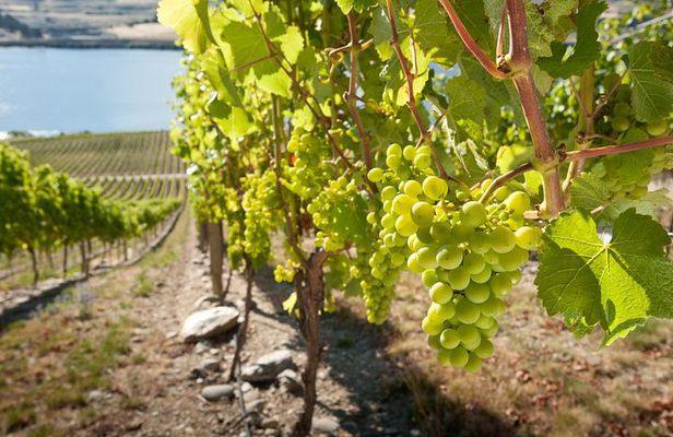 Picton Cruise Ship Shore Excursion: Marlborough Wine Tour