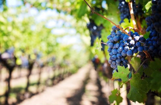 Full-Day Boutique Winery and Wine Tasting Tour from Fez