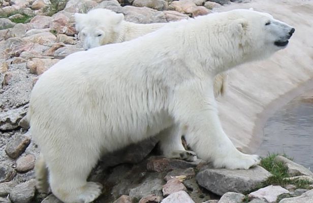 Ranua Zoo Family Tour from Rovaniemi