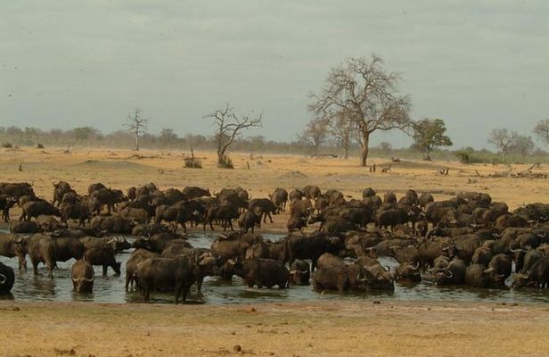Full-Day Hwange National Park Tour from Victoria Falls