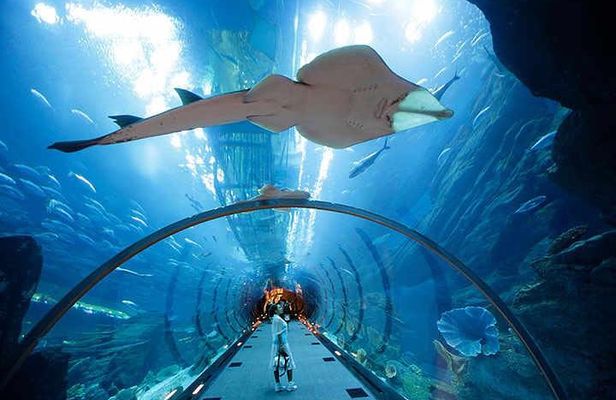 Modern Dubai with Burj Khalifa and Dubai Aquarium Visit
