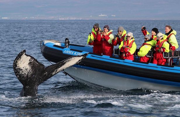Original Big Whale Safari & Puffins Speedboat Tour from Húsavík