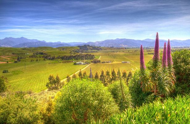 Full-Day Wine Gourmet and Scenic Delight Tour of Marlborough from Blenheim