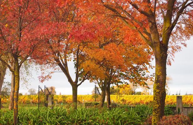 Private Tour: Winter Wine and Scenic Delights Tour from Blenheim
