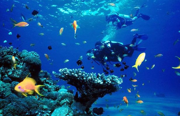 Full-Day Beginner Scuba Course with Private Tuition, Racha Yai