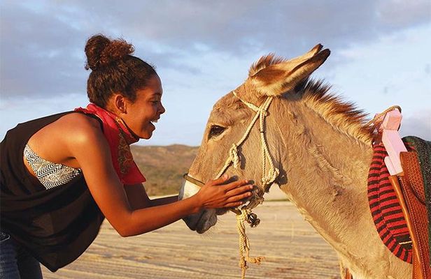 Sunset Pacific Donkey Hiking Tour