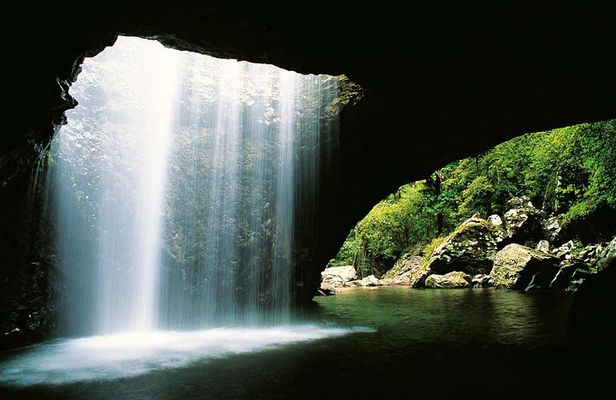 Natural Bridge & Springbrook Waterfalls Tour