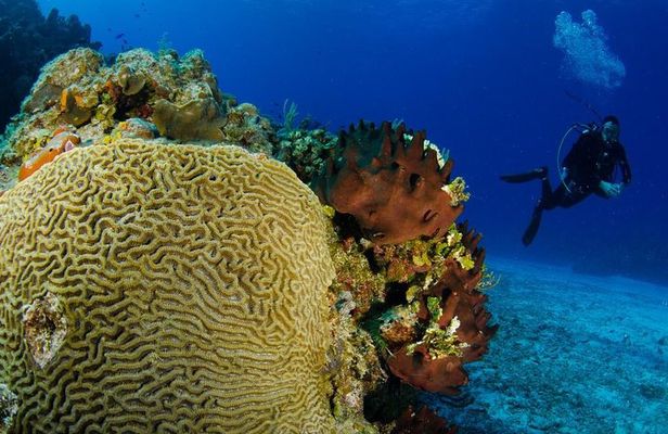 2 dives in Cozumel (for certified divers only)