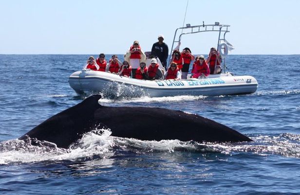 Zodiac Whale-Watching Adventure in Los Cabos