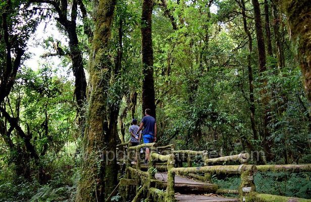 One day tour Doi Inthanon National Park and Trekking on Kew Mae Pan Trail