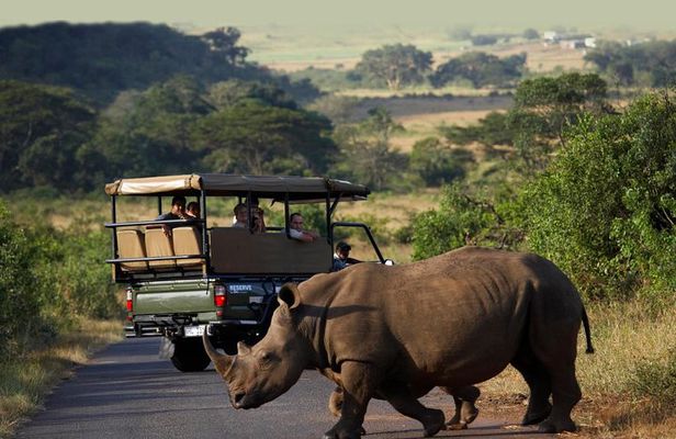 Richards Bay Shore Excursion: Private Small Group Hluhluwe Safari
