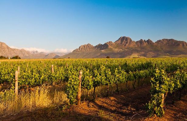 Stellenbosch Wine Tour half day from Cape Town