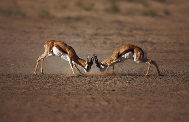 Big Five Game Reserve Wildlife Safari from Cape Town