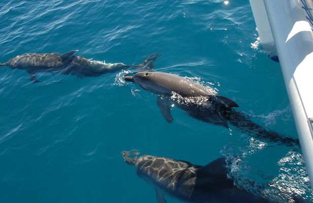 Fraser Island & Dolphin Sailing Adventure