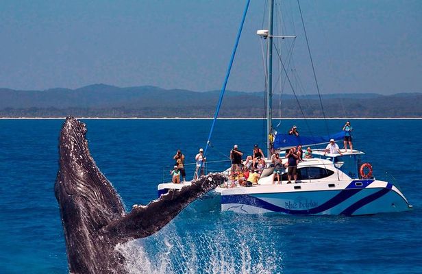 Fraser Island Whale Watch Encounter