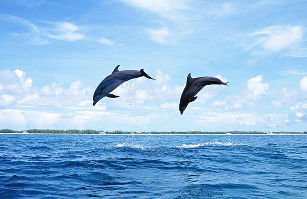 Full-Day Swimming with Dolphins and Casela Nature Park Tour in Mauritius