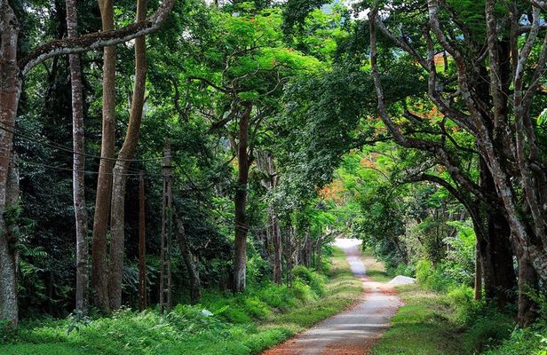 From Hanoi: Cuc Phuong National Park Day Trip by Private Car