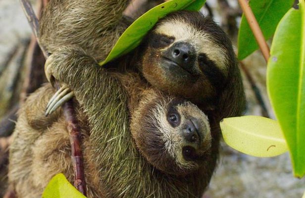 Day Trip from San Jose to Sloths & other wildlife Rescue Center
