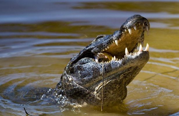 Jungle Crocodile Safari & Jaco Beach from San Jose