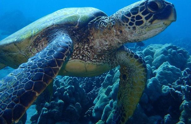 Caribbean Costa Rica: 5-Day Tour with Tortuguero National Park and Puerto Viejo