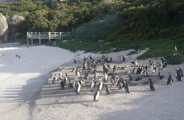 South Africa's Cape Peninsula Tour