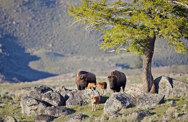 Yellowstone National Park Private Tour