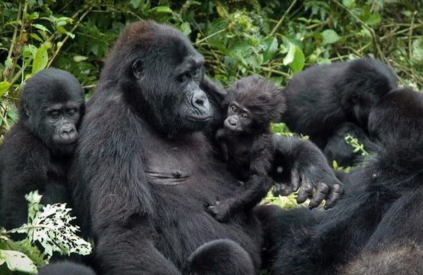 3 Days Gorilla trekking tour