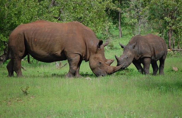 Half-Day Nature Walk in Mosi-oa-Tunya National Park from Livingstone