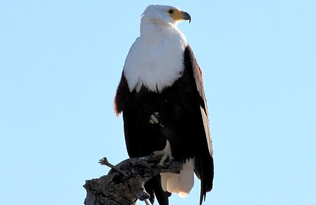 Half-Day Birding Tour of Livingstone