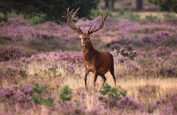 Amsterdam: Kröller Müller Museum and Hoge Veluwe NP Private Tour
