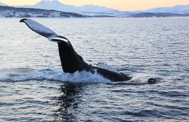 Polar Whale Safari From Tromsø