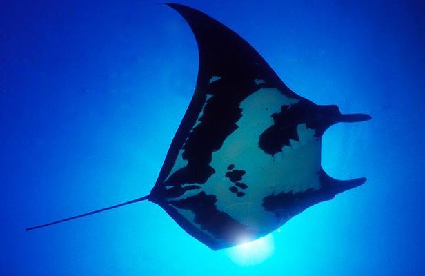 2 Tank Dive for Certified Divers Cabo San Lucas Marine Park